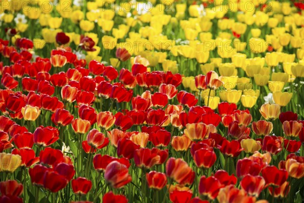 Flower meadow with colourful tulips, Mainau Island, Lake Constance, Baden-Württemberg, Germany, Europe