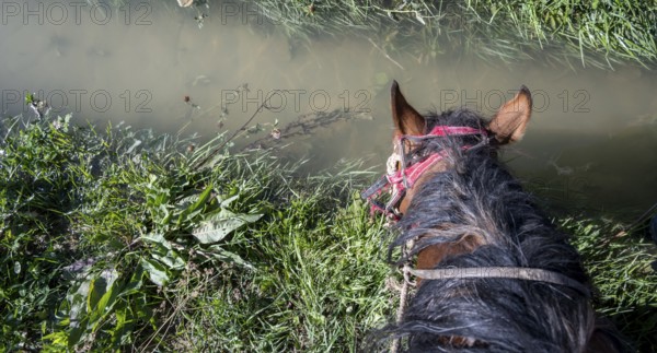 Horse drinking, looking from the rider's perspective, Kyrgyzstan, Asia