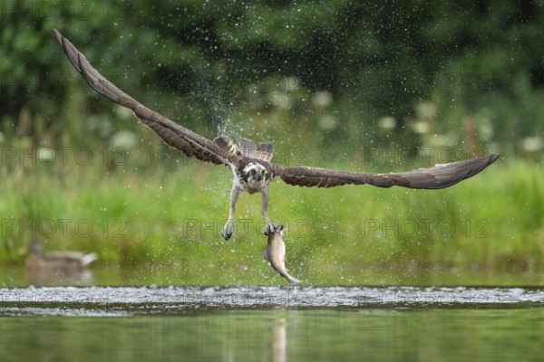 Western osprey (Pandion haliaetus) hunting with a trout, Aviemore, Scotland, Great Britain