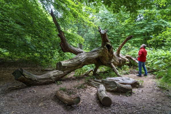 The Sababurg primeval forest, or primeval forest in the Reinhardswald, is a 95-hectare biotope under nature and landscape protection, with trees over 500 years old, hut trees, in the district of Kassel, Hesse, Germany, Europe