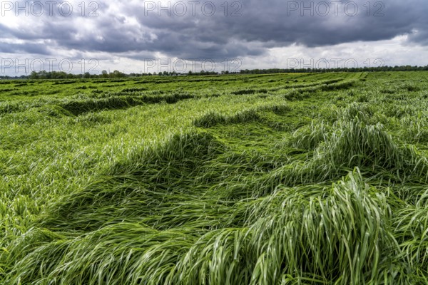 Field of downed blades of grass after heavy rain, near Geilenkirchen North Rhine-Westphalia, Germany, Europe