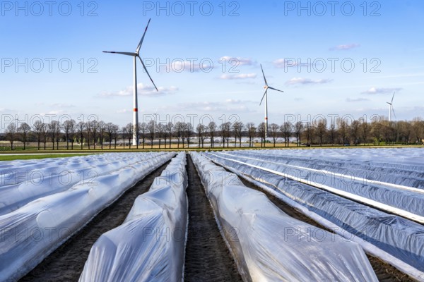 Asparagus fields, asparagus stems under foil, for faster growth, in the background foil greenhouses for strawberries, wind turbines, near Kirchhellen, district of Bottrop, North Rhine-Westphalia, Germany, Europe