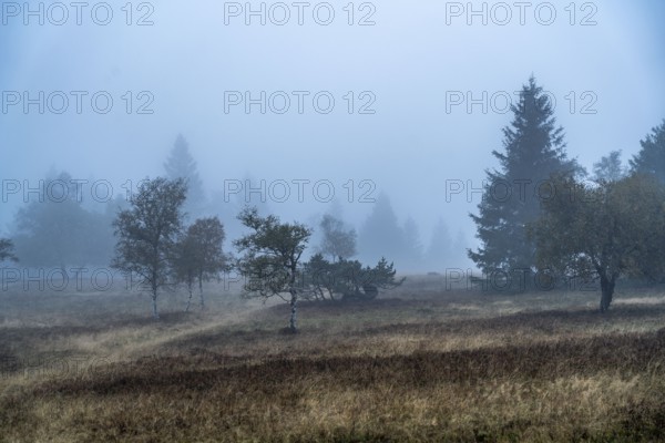 The high heath on the Kahler Asten, mountain in the Sauerland, in autumn fog, Winterberg, North Rhine-Westphalia, Germany, Europe