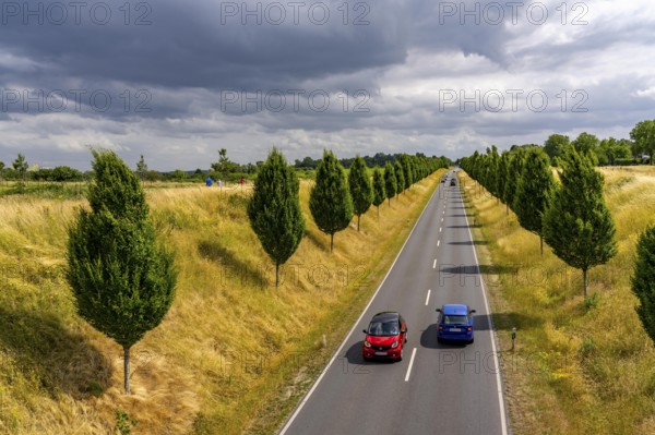 Dorstfelder Allee in Dortmund, completely new road built in 2013, former farmland, in the Dorstfeld district, Tuscany-style tree avenue with 92 new trees, North Rhine-Westphalia, Germany, Europe