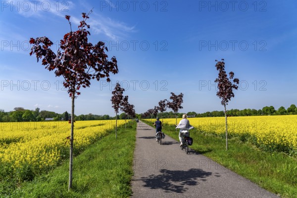 The avenue cycle path between Xanten and Marienbaum, Kalkar, on the Lower Rhine, former railway line, now part of a cycle path network, spring, rape field in bloom, Xanten, North Rhine-Westphalia, Germany, Europe