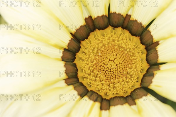 Gazania or Mittagsgold (Gazania hybride), flower detail, ornamental plant, North Rhine-Westphalia, Germany, Europe