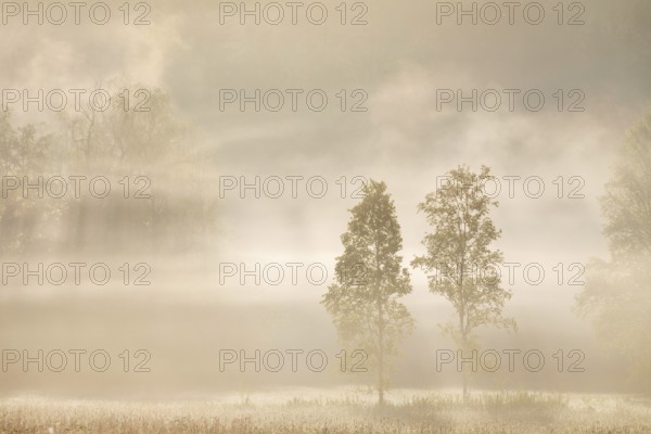 Birches (Betula) in the early morning mist, Birch family (Betulaceae), Irndorfer Hardt, Upper Danube nature park Park, Baden-Württemberg, Germany, Europe