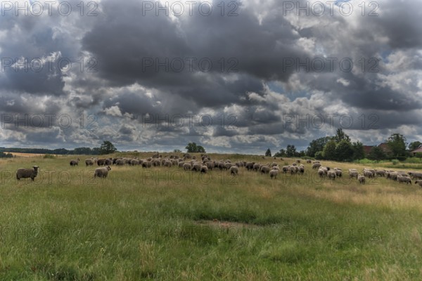 Black-headed domestic sheep (Ovis gmelini aries) on pasture, cloudy sky, Mecklenburg-Western Pomerania, Germany, Europe