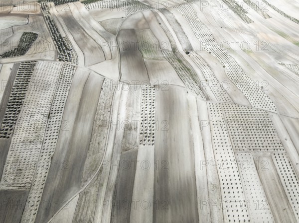 Farmland and cultivated olive trees (Olea europaea) . Aerial view. Drone shot. Granada province, Andalusia, Spain, Europe
