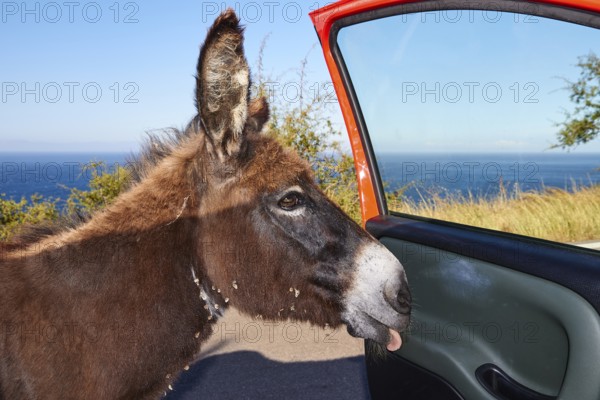 Close-up of a donkey curiously sticking its head out of a car door, farm animals, Mani Peninsula, Peloponnese, Greece, Europe