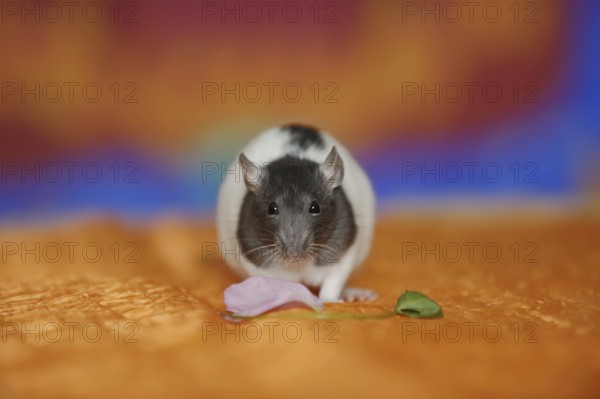 Coloured rat (Rattus novegicus forma domestica), young animal