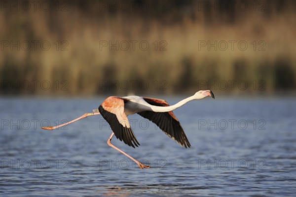 Greater flamingo (Phoenicopterus roseus) taking off, Camargue, Provence, southern France
