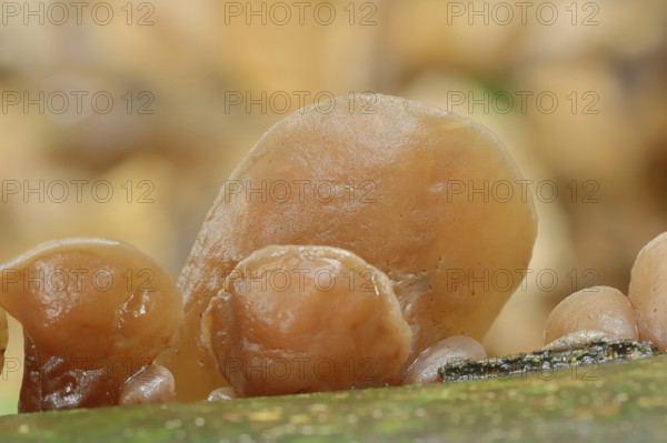 Judas ear or elder mushroom (Hirneola auricula-judae, Auricularia auricula-judae), North Rhine-Westphalia, Germany, Europe