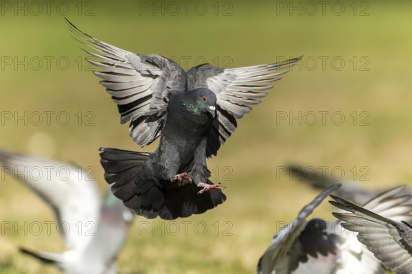 City dove (Columba livia forma domestica) in flight, wildlife, Germany, Europe