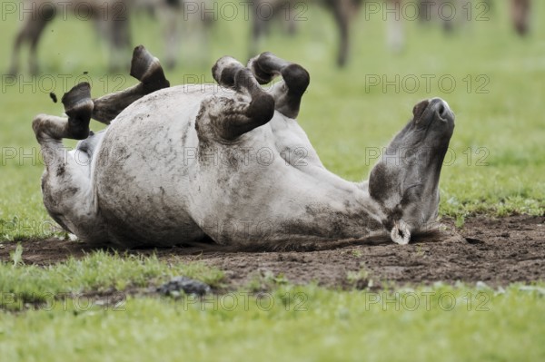 Dülmen wild horse, mare rolling around, Merfelder Bruch, Dülmen, North Rhine-Westphalia, Germany, Europe