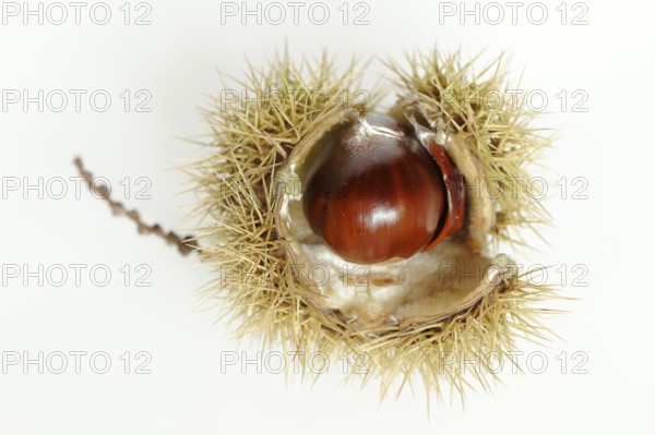 Sweet chestnut or sweet chestnut (Castanea sativa), fruit, chestnut on a white background
