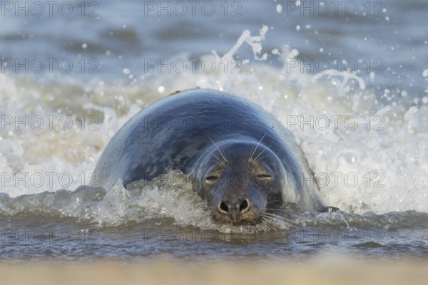 Grey seal (Halichoerus grypus) adult animal sleeping in the surf of the sea, Norfolk, England, United Kingdom, Europe