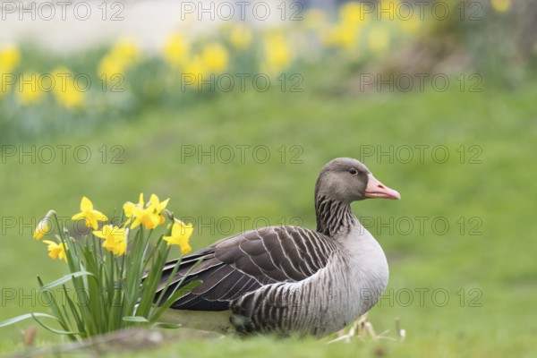 A grey goose (Anser anser) lies comfortably between green grass and yellow daffodils, Hesse, Germany, Europe