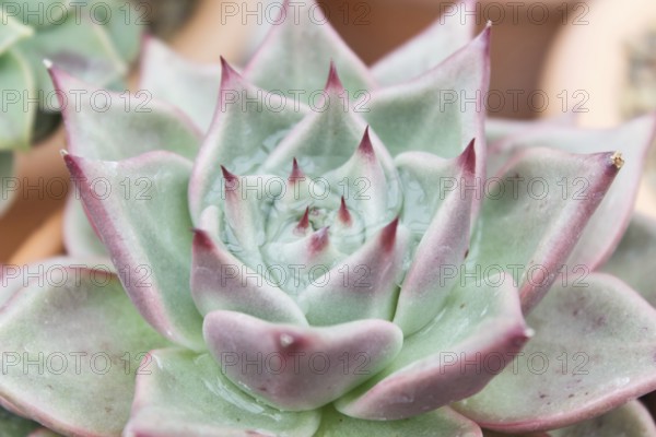 Beautiful succulent plant in greenhouse. Closeup, floral patterns, selective focus