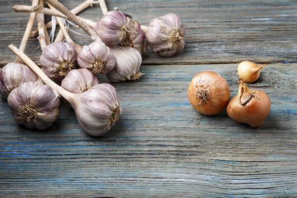 Fresh violet garlic and orange onion on a blue rustic wooden background. Concept of contrast