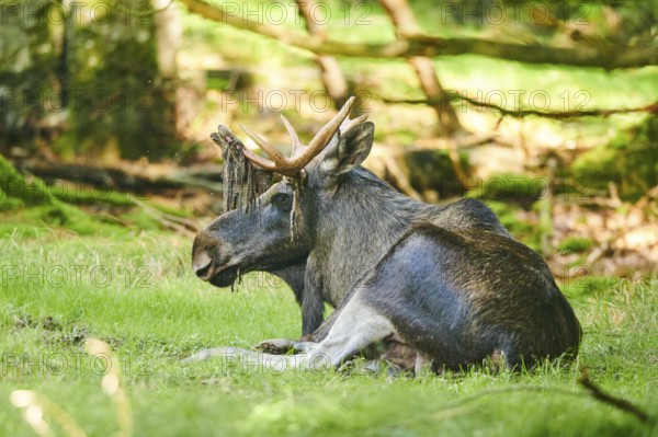 European elk (Alces alces) lying on a meadow, National Park Bavarian Forest, Bavaria, Germany, Europ, Europe