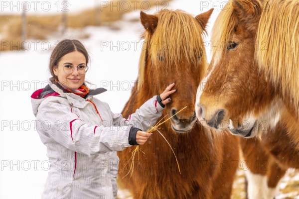 Woman petting and feeding brown horses in Iceland winter
