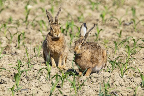 European hare (Lepus europaeus) Germany