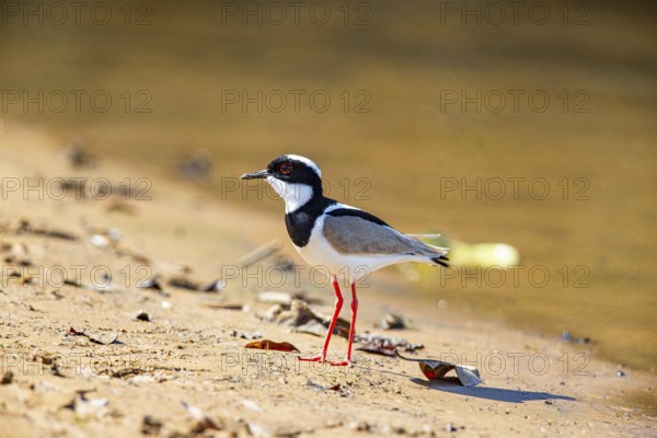 Cayenne plover (Vanellus cayanus) Pantanal Brazil