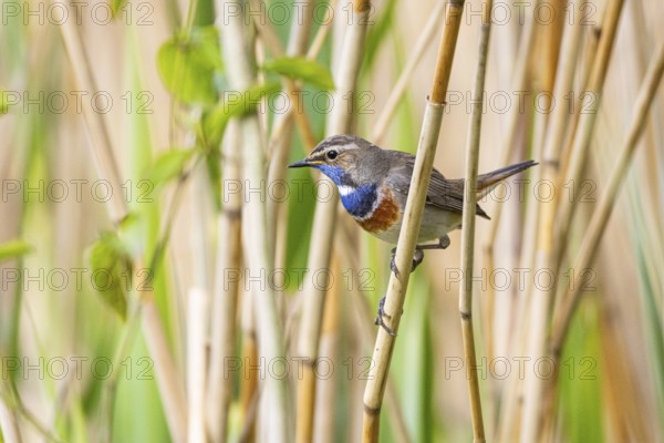 Bluethroat (Luscinia svecica cyanecula) Male Germany