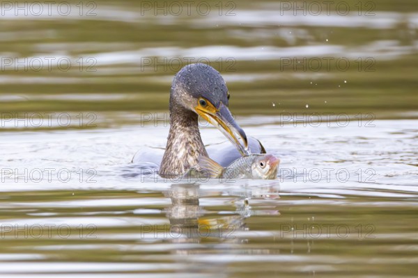 Cormorant (Phalacrocorax carbo) catching fish Germany