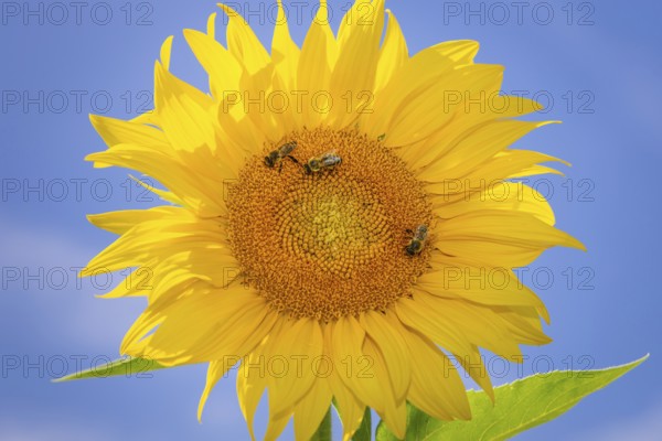The sun shines down from the sky on a sunflower where some bees are collecting the nectar of the blossom, Frankfurt am Main, Hesse, Germany, Europe
