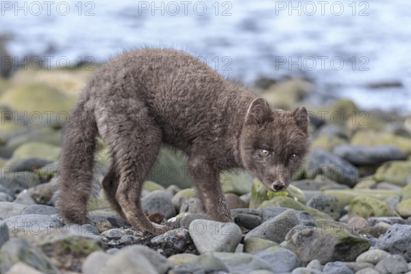 Dark arctic fox (Vulpes lagopus) standing on stones by the sea, curious, East Fjords, Iceland, Europe