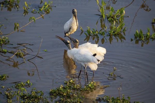 Forest stork (Mycteria americana) Pantanal Brazil