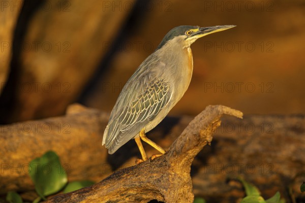 Mongrove Heron (Butorides striatus) Pantanal Brazil