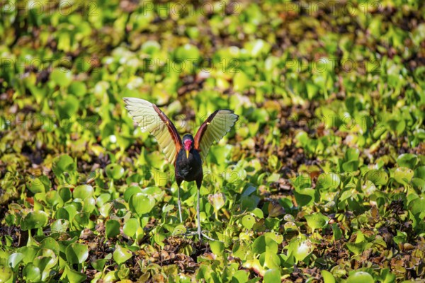 Red-fronted leaflet (Jacana jacana) Pantanal Brazil