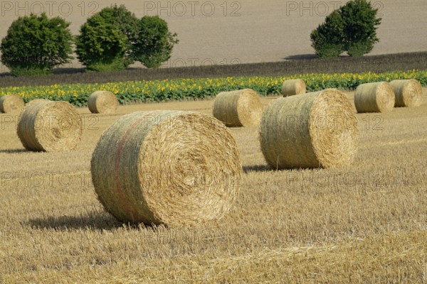 View over a stubble field with straw bales and a sunflower field, sunflower (Helianthus annuus) in bloom, North Rhine-Westphalia, Germany, Europe