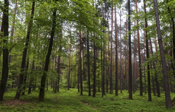 Forest path through a deciduous forest, forestry, summer, Mondseeland, Salzkammergut, Upper Austria, Austria, Europe