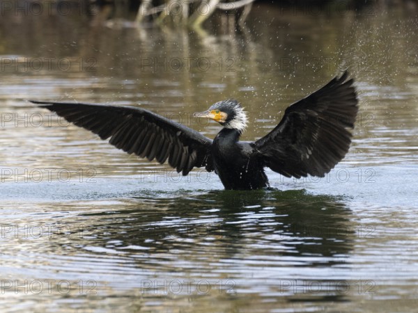 Great cormorant (Phalacrocorax carbo), adult bird in breeding plumage, on a lake, shaking its water logged wings, Hesse, Germany, Europe