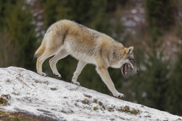 A young grey wolf (Canis lupus lupus) runs across the sloping, snow-covered meadow at the edge of a forest on a cold, cloudy day