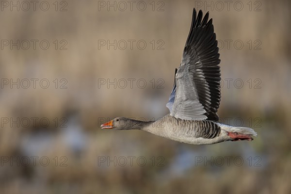 Greylag goose (Anser anser), Sweden, Europe