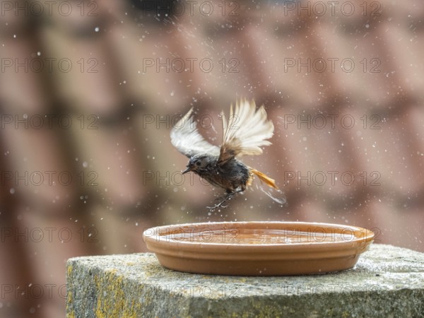 Black Redstart (Phoenicurus ochruros) adult female, flapping its wings, bathing in a bird bath, situated on a balcony, Hesse, Germany, Europe