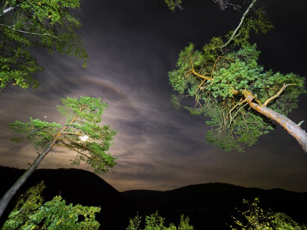 Scots Pine (Pinus sylvestris), trees illuminated at night with a torch, set against a night sky with stars and full moon, in October, Kellerwald national nature reserve, North Hesse, Germamny
