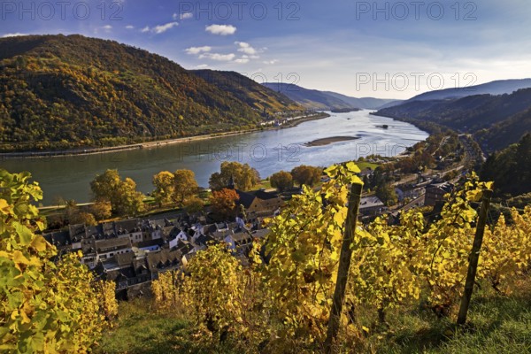 View of Bacharach on the Rhine in autumn with the Fürstental Silvaner wine-growing region, Upper Middle Rhine Valley, Rhineland-Palatinate, Germany, Europe