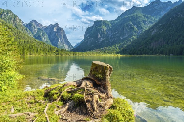 Emerald waters reflecting majestic peaks create a stunning landscape at lake dobbiaco in the italian dolomites, with a weathered tree stump in the foreground
