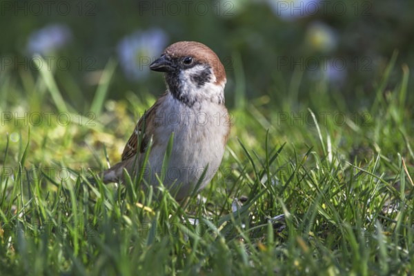 A tree sparrow (Passer montanus) standing in green grass in a natural environment, Baden-Württemberg, Germany, Europe