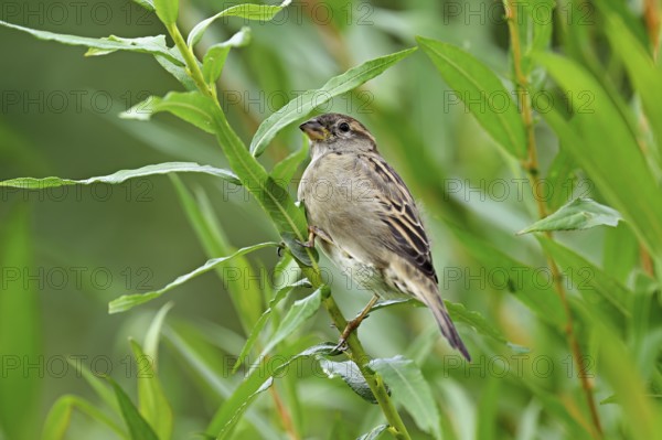 House sparrow (Passer domesticus), female, sitting on a branch, Switzerland, Europe