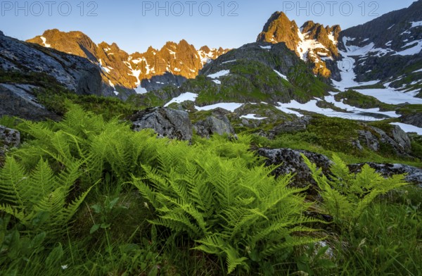 Rocky mountain peaks, landscape with ferns at Trollfjord Hytta, mountain landscape with alpenglow at sunrise, at Trollfjord, Lofoten and Vesterålen, Nordland, Norway, Europe