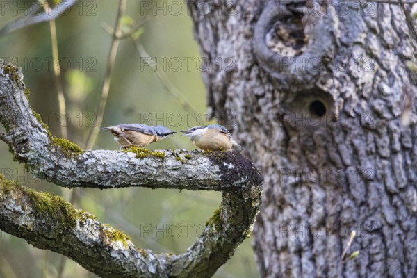 Nuthatch (Sitta europaea) courtship feeding Germany