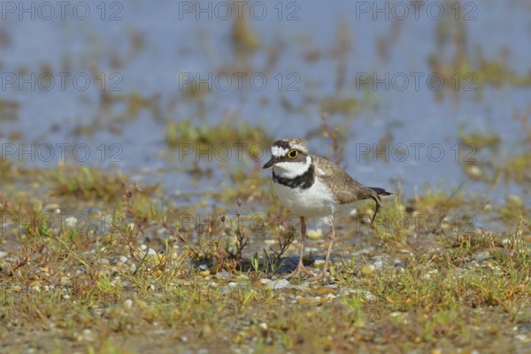 Little Ringed Plover (Charadrius dubius) adult bird standing on the lakeshore, Lake Neusiedl National Park, Burgenland, Austria, Europe