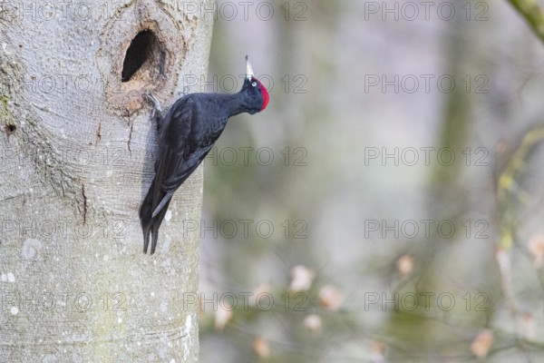 Black woodpecker (Dryocopus martius) ml Germany